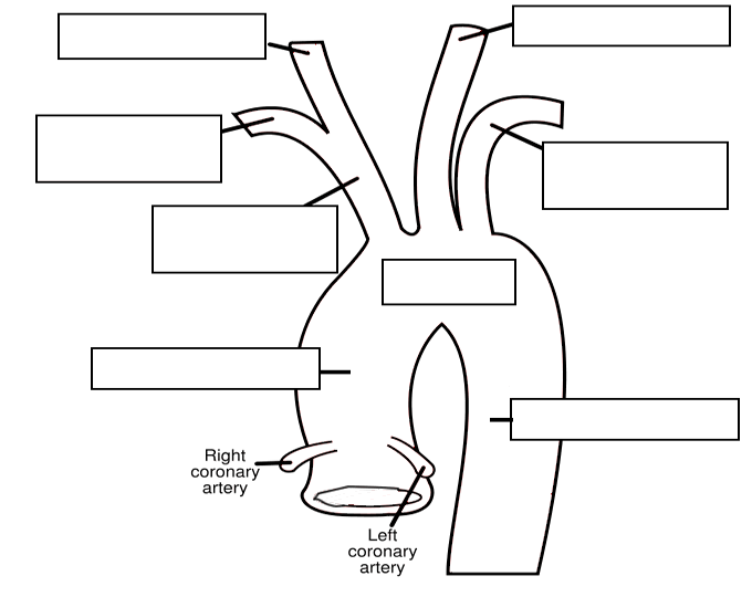 Circulatory System Labeling